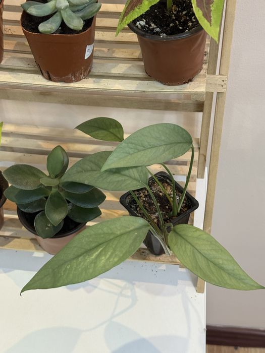 Набор из 6 цветов