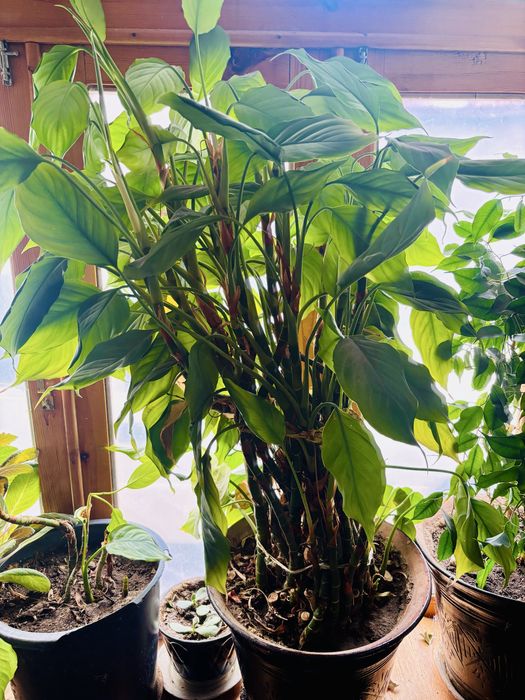 Срочно продается комнатные цветы