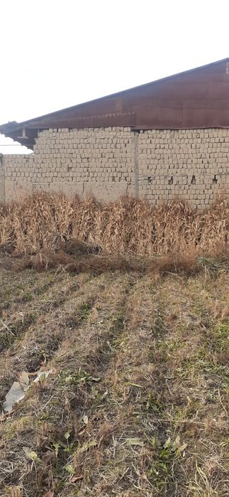 Somon va makayi poya sotiladi