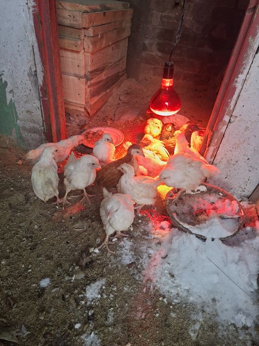 Продам Цеплят 3 меся