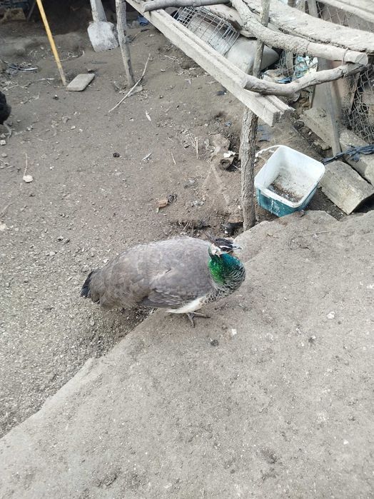 Пауни женски два броя