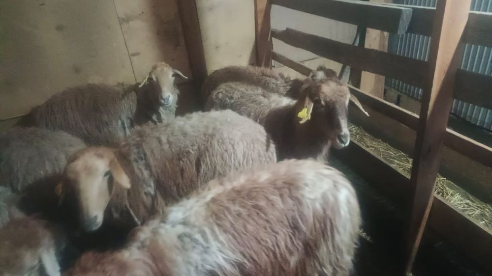 Қосылып қойлар сатылады