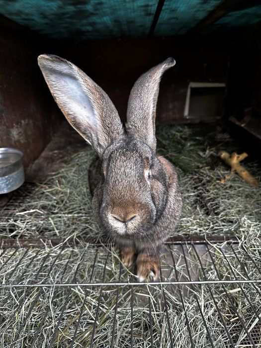 Кролики сукрольные