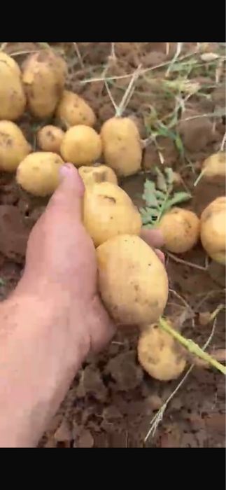 Картошка молодая
