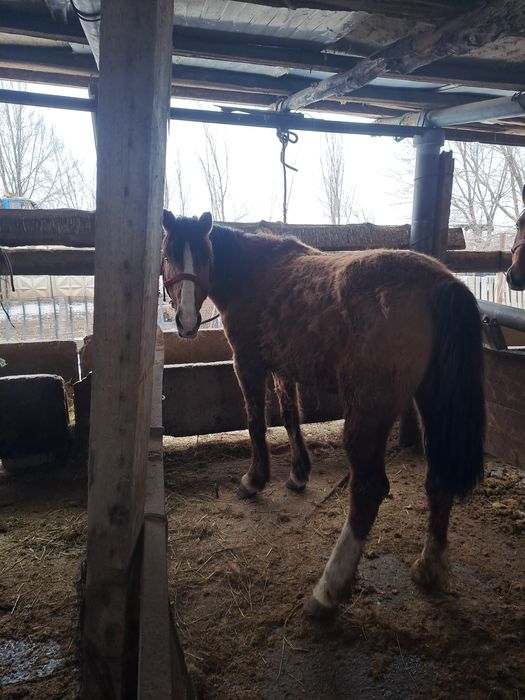 Семіз туу биелер сатылады