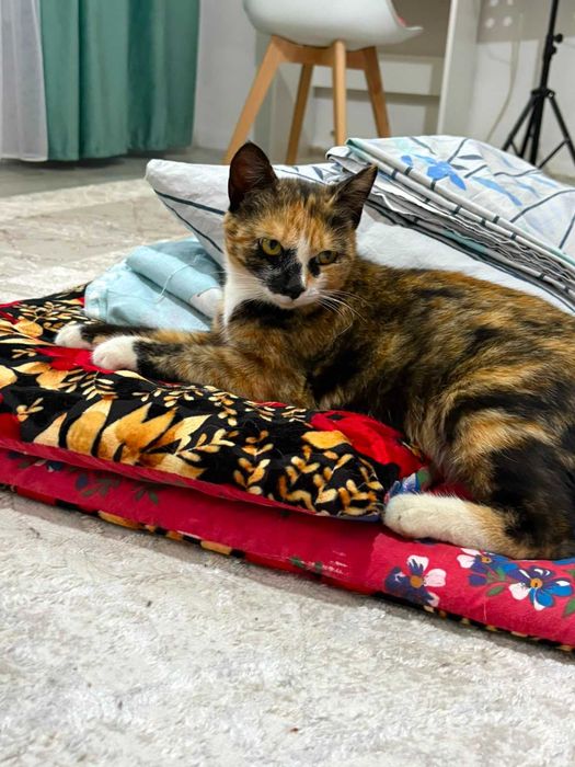 Стерилизованная КОШКА