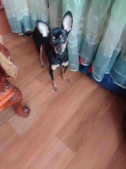 Продам семейную пару