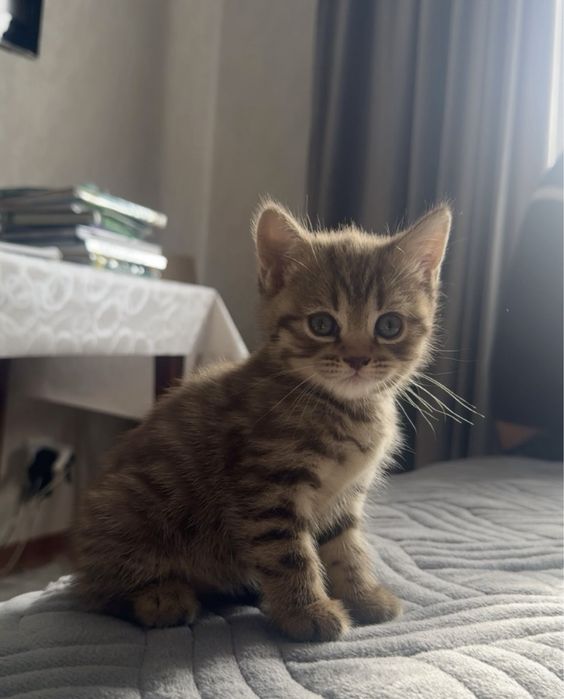 Британский котенок