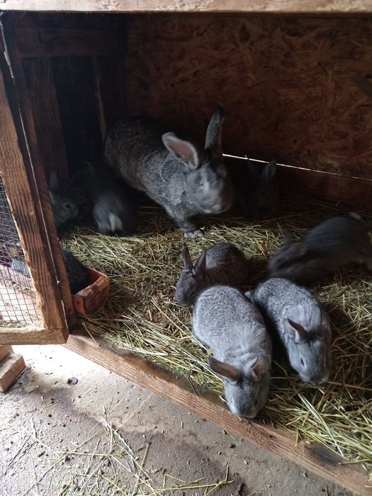 Iepuri chinchilla mare