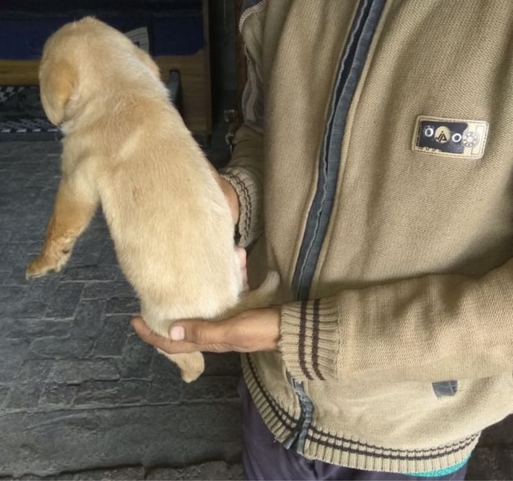 Лабрадор ретривер щенята