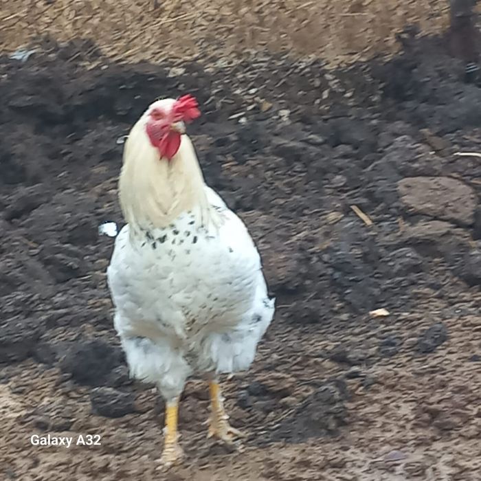 Петух петуха 2шт