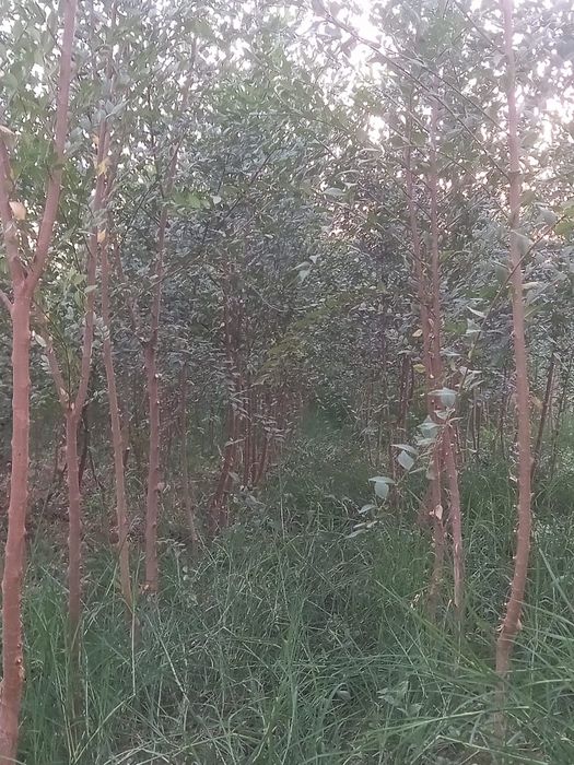 Саженцы декоротивные