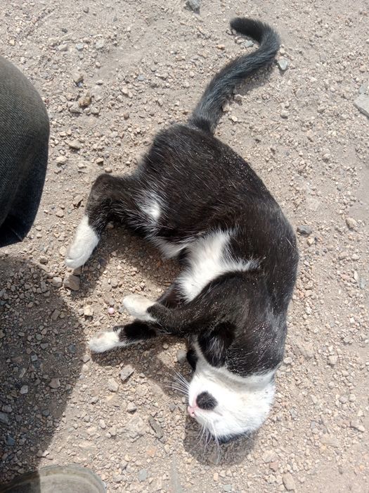 Черный кот домашний
