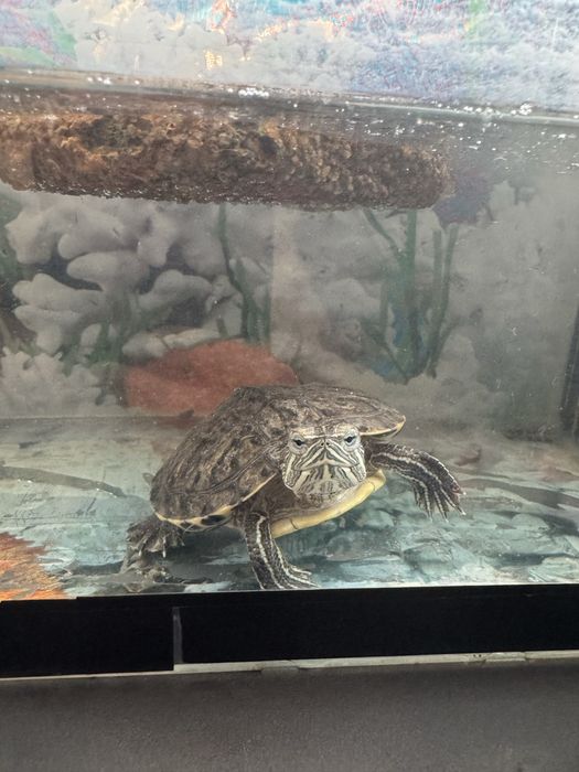 Красноухая черепаха