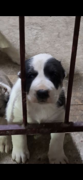 Шешеси Казыкы акеси Алабай