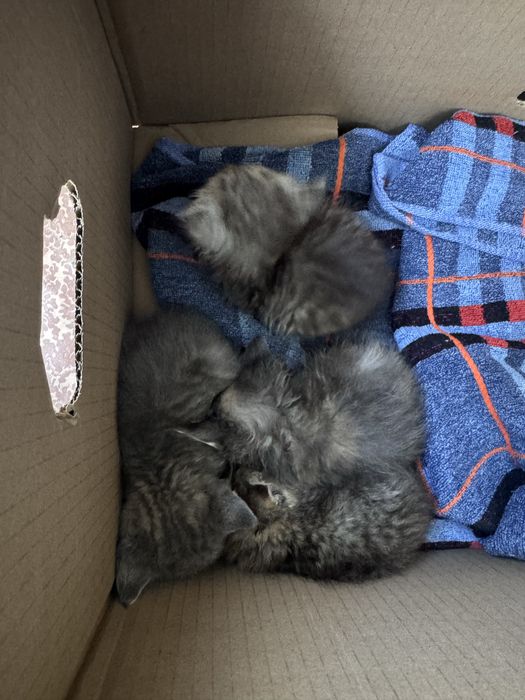Котята котенок в добрые руки !