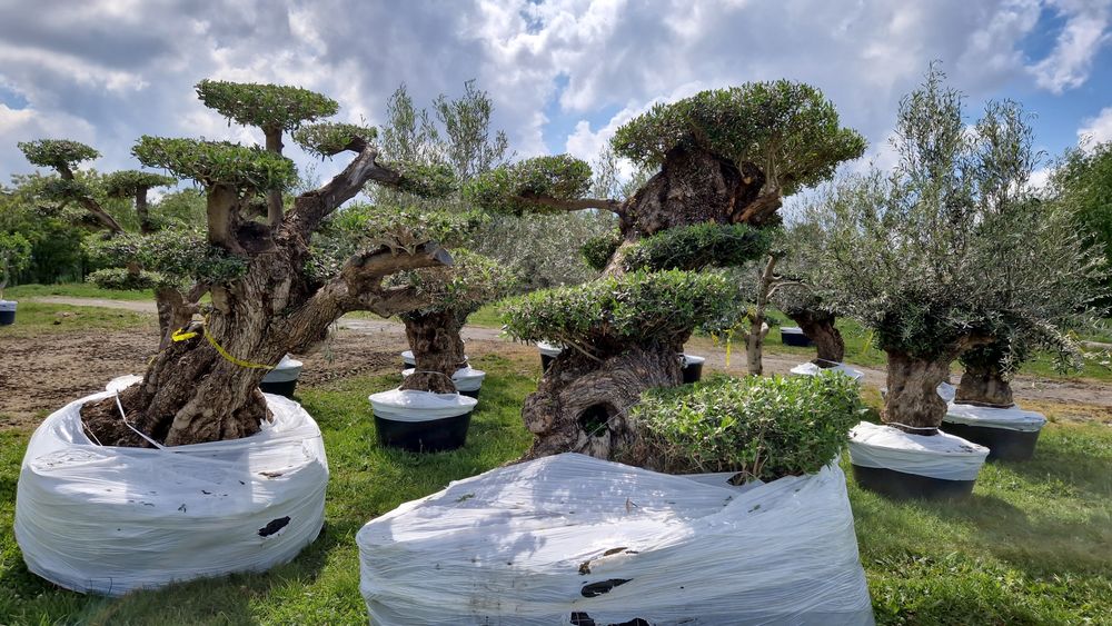 Maslini seculari în stoc