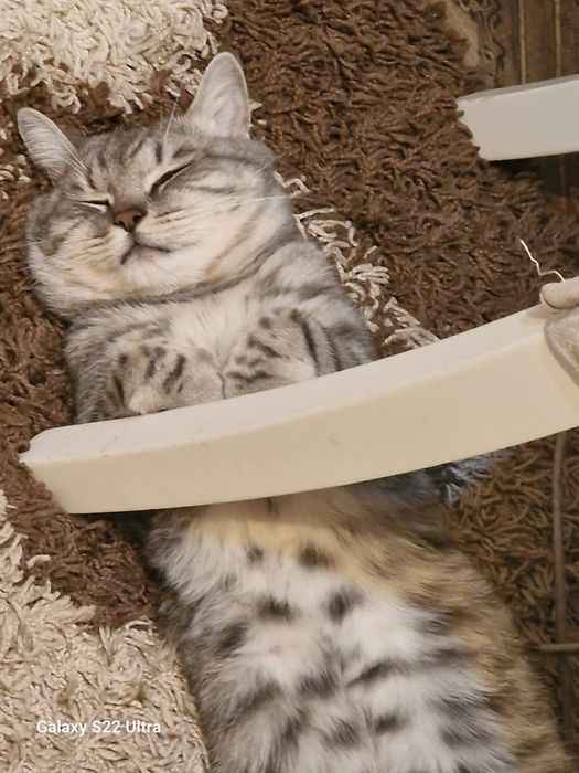 Кошка мальчик 1,5