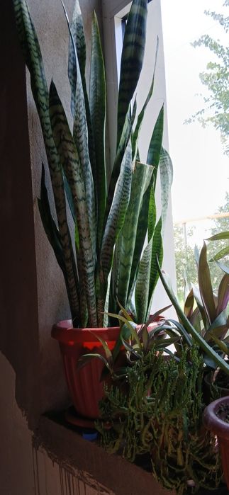 Xonaki Gullar Atrozkalari