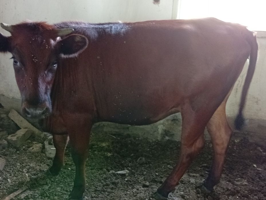Продам телак пять голов полтора  годовалые 1,7 .