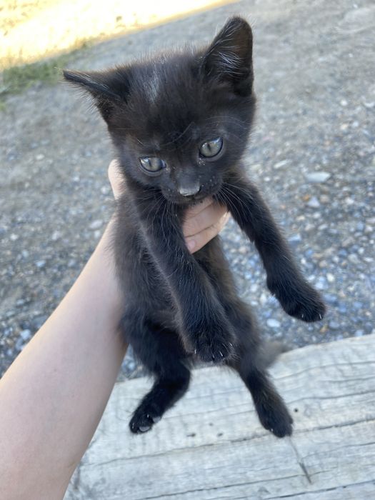 котенки бесплатно