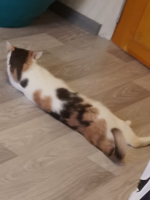 Кошка мейн кун в хорошие руки