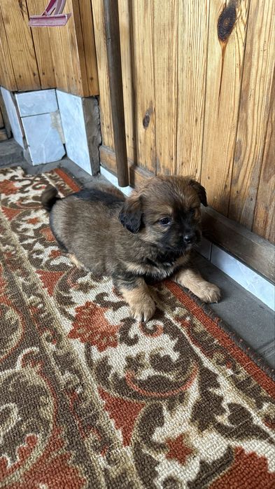 Отдам даром щенков