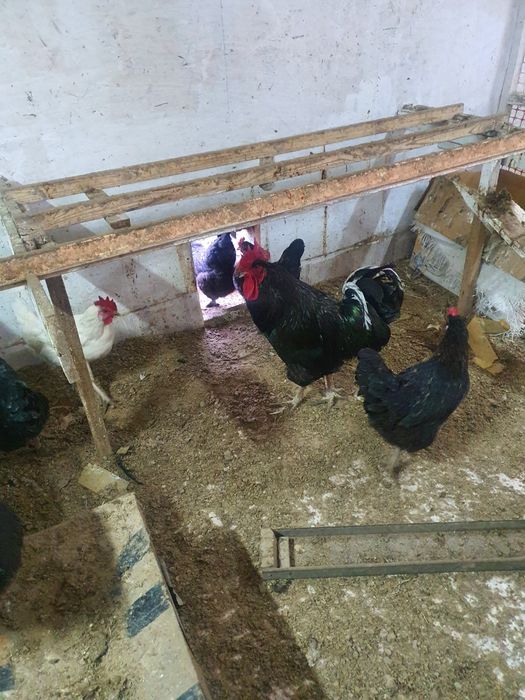 Инкубационное яйцо и куры