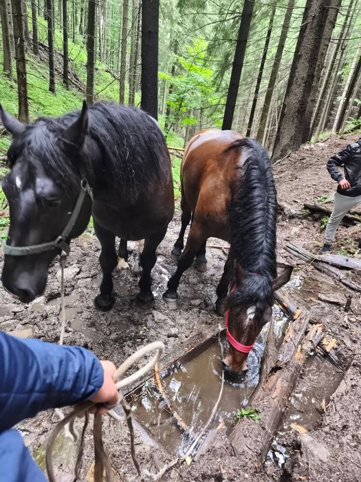 De vânzare mânz de 3 ani sau ofer spre montă!