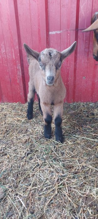 Capra cu lapte alpina