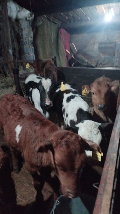 Продам телят ...