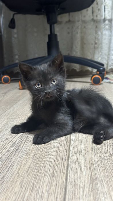 Отдам шотладских котят