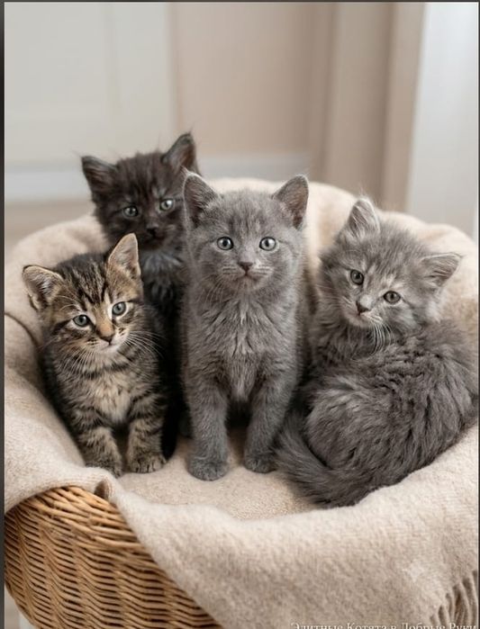 Котята отдам в добрые руки