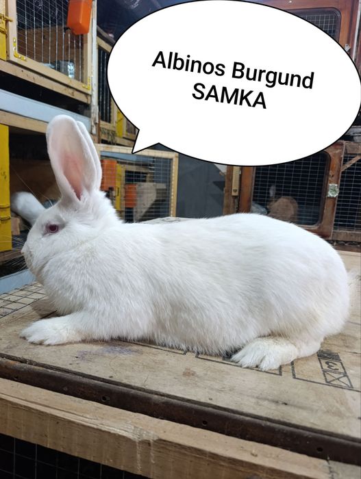 Burgund Albinos toza qon para