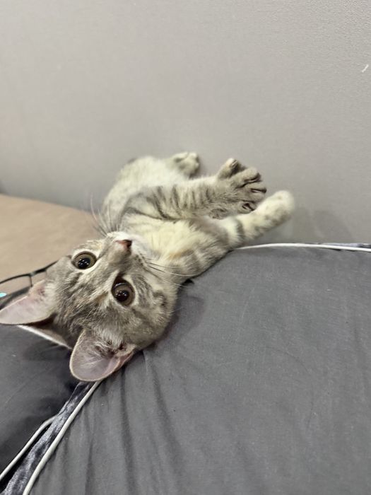 Отдадим даром кота 3 месяца