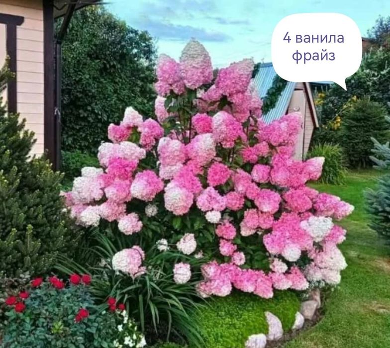 Продам гортензии