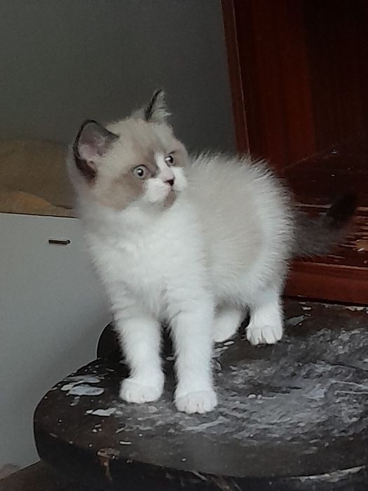 Котета Британска късокосместа