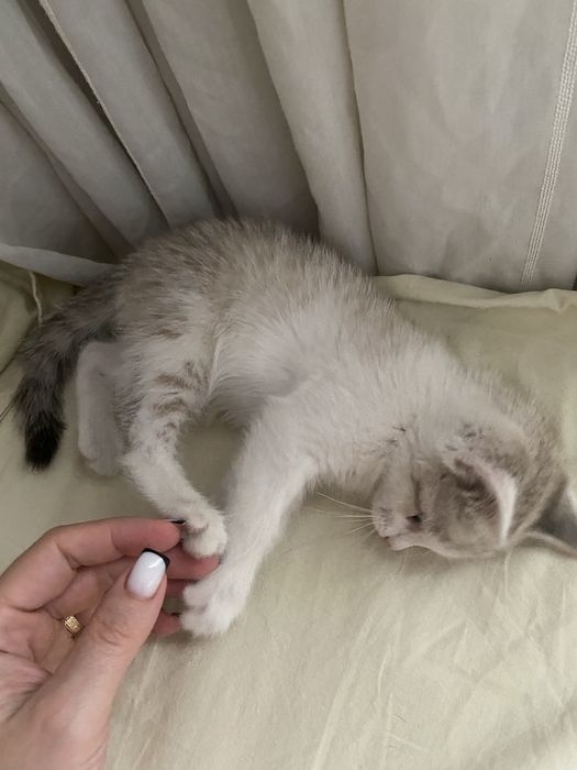 Отдам котенка бесплатно