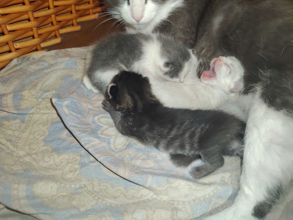 Отдам в добрые руки котят