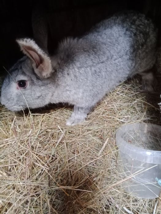 Кролики на развод