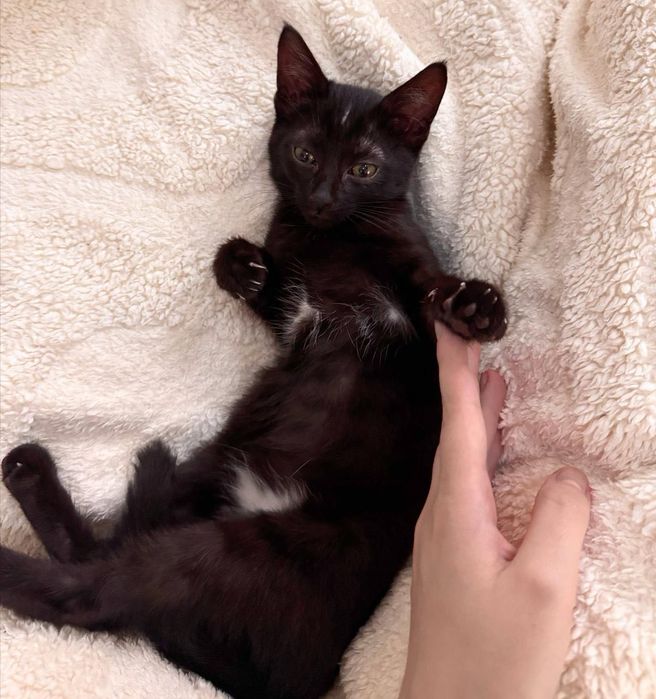 Котенок (4 месяца) СРОЧНО