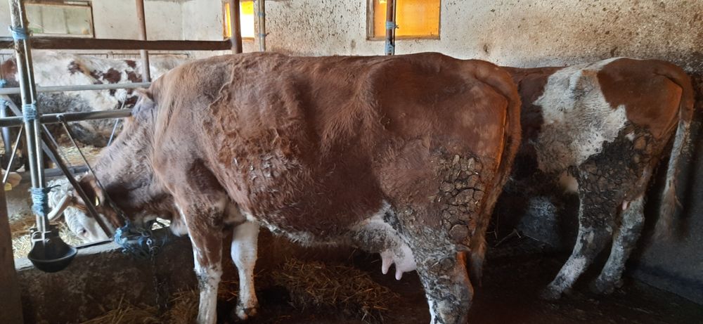 Vand vaca si juninca