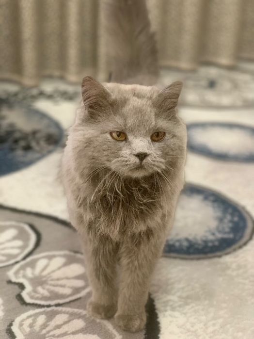 Skotish heyland strayt 8 9 oylik