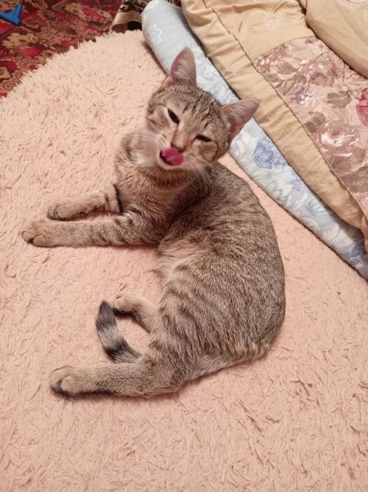 Отдам в добрые руки