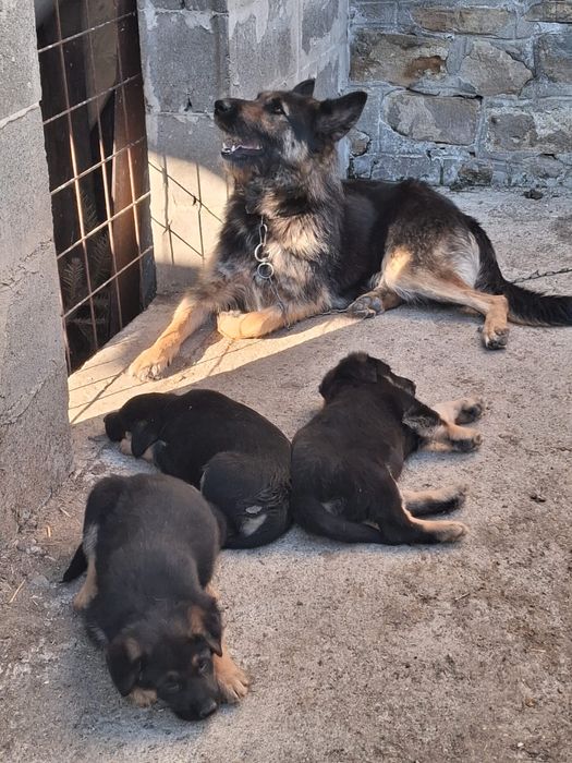 Pui Ciobănesc German deosebiți – Vaccinați și Deparazitați (Carnet Sănătate)