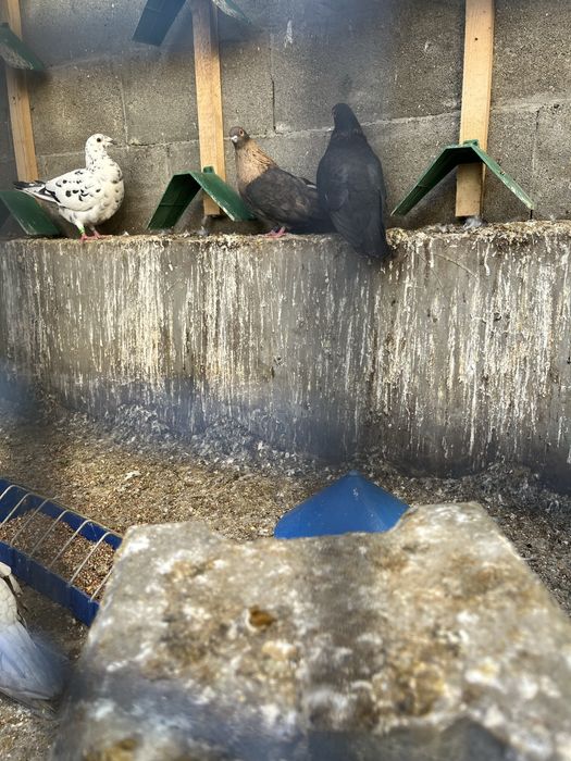 Гълъби Египетски суифт