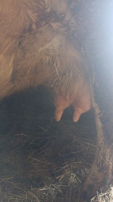 De vânzare vaca gestanta