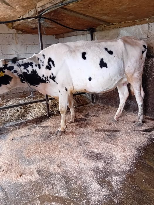 De vânzare Holstein