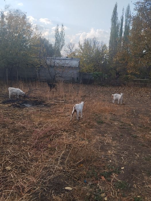 Продается коза 7штук