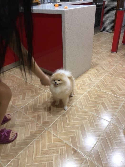 Ищем подругу для очаровательного Мишки